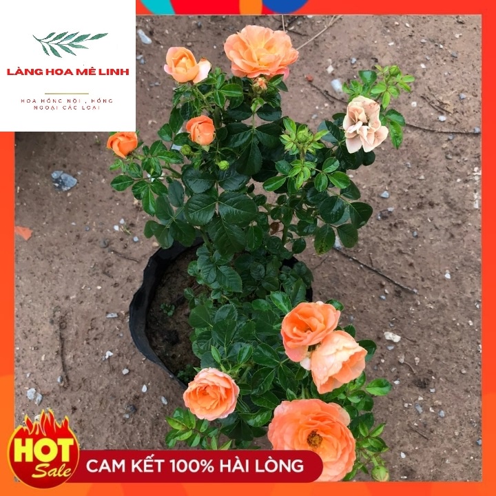 Hoa hồng Tezza [ MÀU CÁ HỒI HOẶC TÍM]   - giống hồng mini  mới, có thể trồng ban công, trước hiên hoặc làm quà tặng