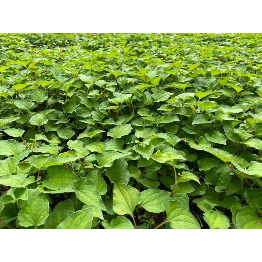 Hộp 500g Bột rau Diếp Cá nguyên chất sấy lạnh hàng mới 2022