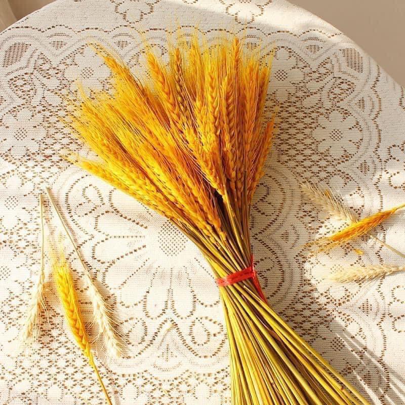 Hoa lúa ép khô trang trí nhà cửa