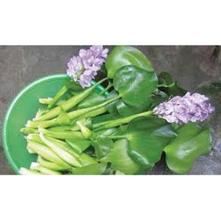 Lục bình - Bèo Tây combo x5