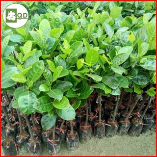 Cây giống Mít ruột đỏ