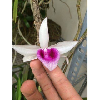 DÃ HẠC ĐAKLAY ĐẶC TRƯNG VÙNG TÂY NGUYÊN HÀNG CÂY GIỐNG