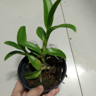 Denro đột biến Thongchai gold 3