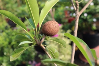 Sapoche đang trái
