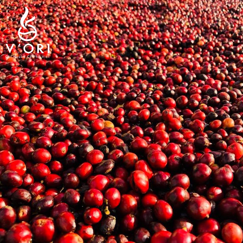 500gr Cà phê hạt rang ROBUSTA nguyên chất chất lượng VietGAP