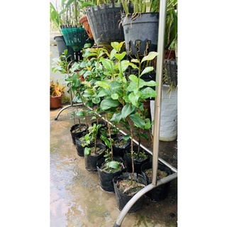 Trà Thâm hồng bát diện cây thoát thân