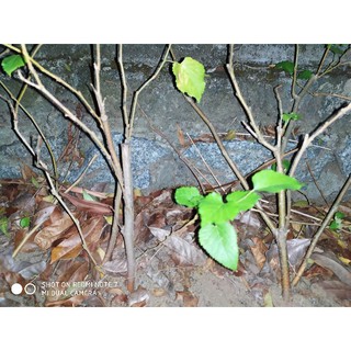 Cây dâu tằm quả to mọng