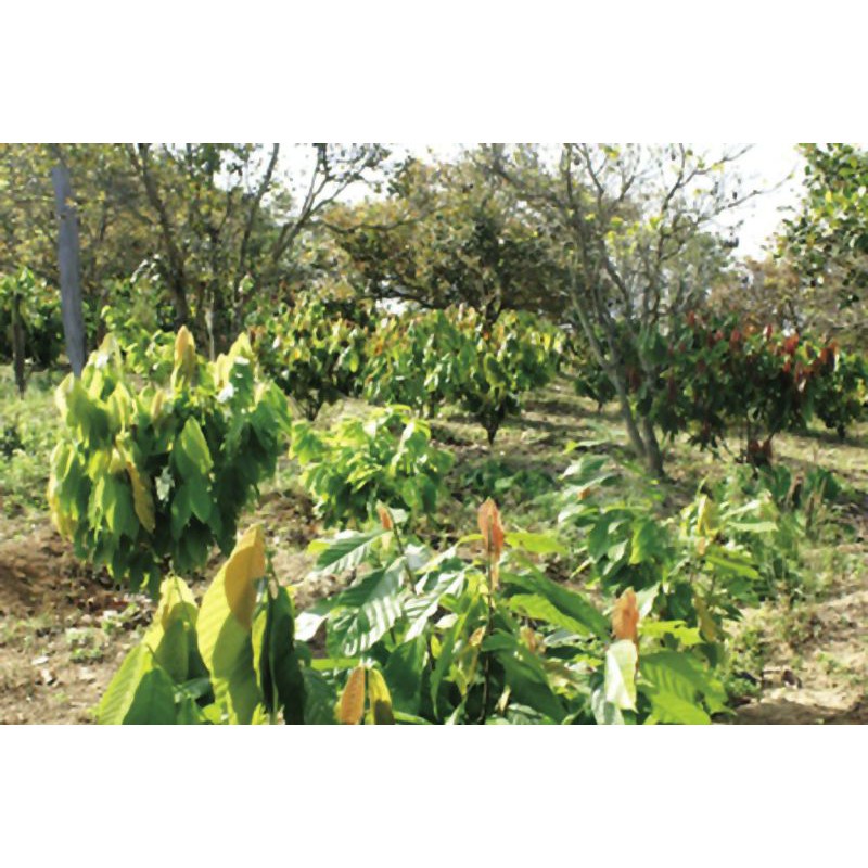 GIỐNG CÂY CACAO CHO TRÁI SỚM GIỐNG CHUẨN ĐAKLAK
