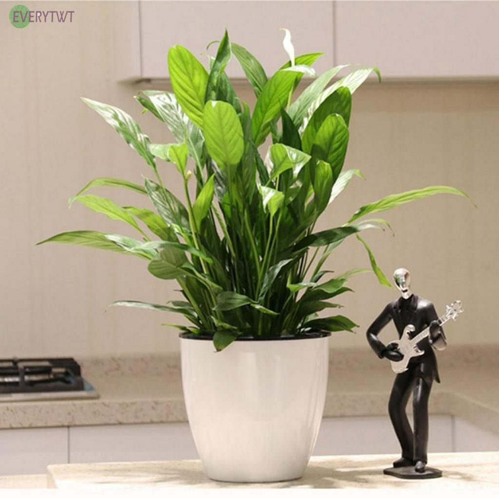 Chậu Hoa Bằng Nhựa Tự Tưới Nước Tiện Lợi