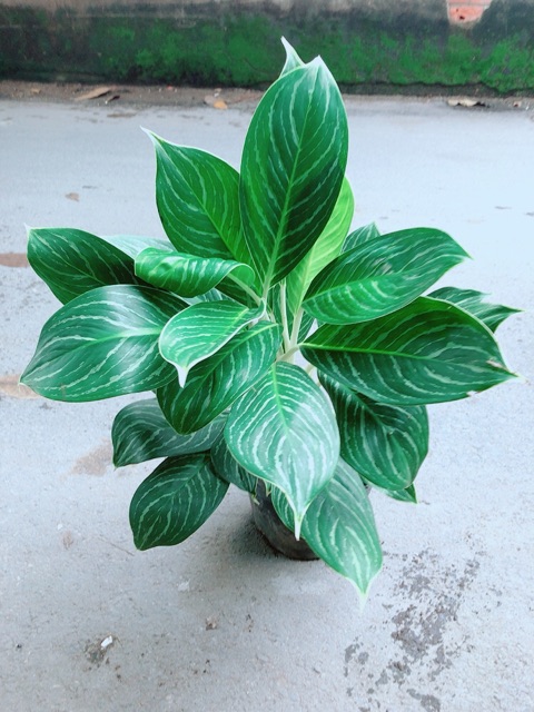 Cây Bạch Mã Hoàng Tử