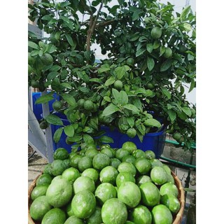 Cây 🌲 Chanh tứ quý ... đang trái...