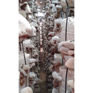 phôi nấm mèo (mộc nhỉ)