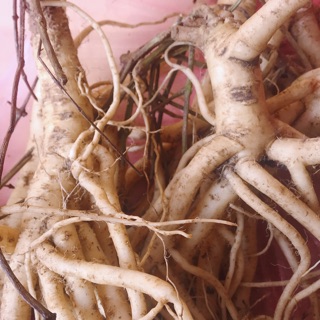 🍁💕SÂM DÂY NGỌC LINH 4 củ ký hàng chọn🍁🍀