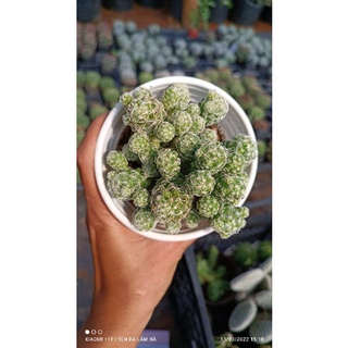 Xương rồng trứng chim