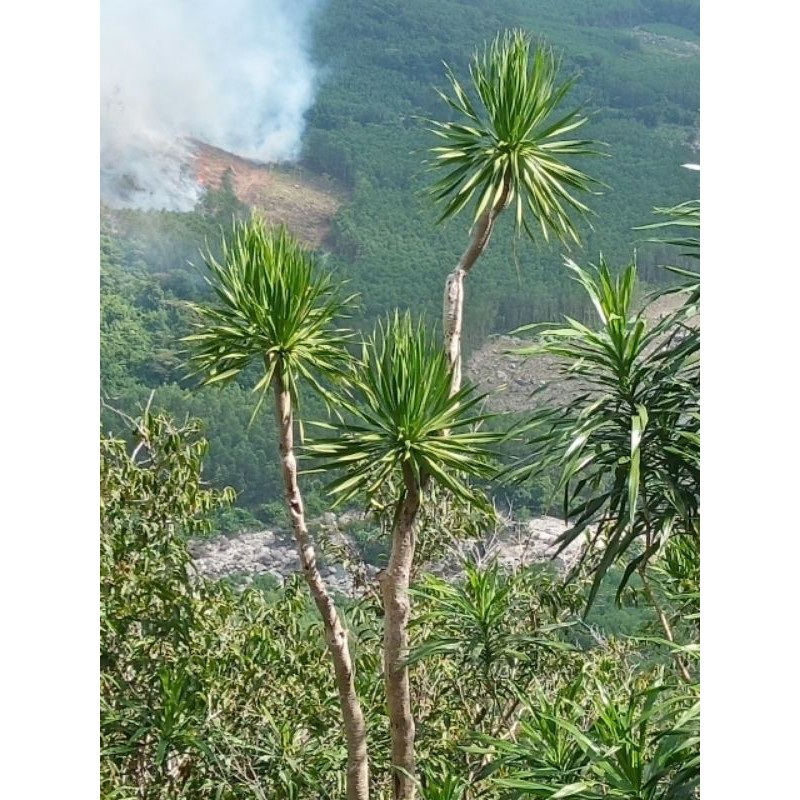 Phát tài núi
