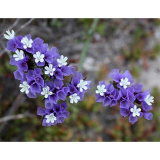 Hạt giống hoa xalem - Tặng hạt giống ngẫu nhiên