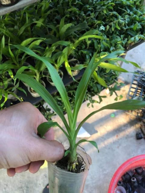 Thiên nga giống đủ màu