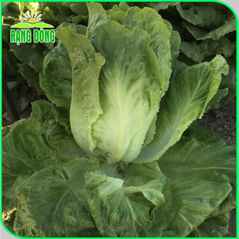 Hạt giống Xà lách Romaine xanh giàu dinh dưỡng, sinh trưởng khỏe, trồng quanh năm (gói 2 gr) - Hạt giống Rạng Đông