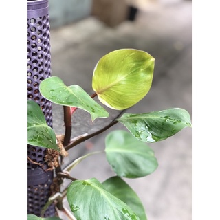 Trầu Bà | Philodendron White Knight