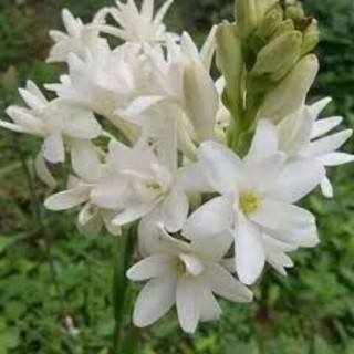 củ hoa huệ kép