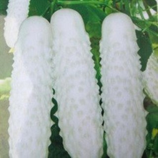 Hạt giống dưa chuột trắng 30 hạt