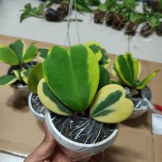 Lan cẩm cù tim lá biên