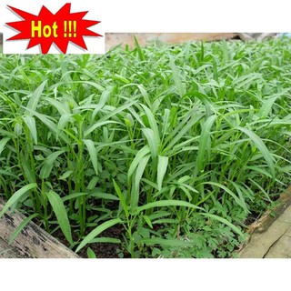 Giống rau muống (100g)