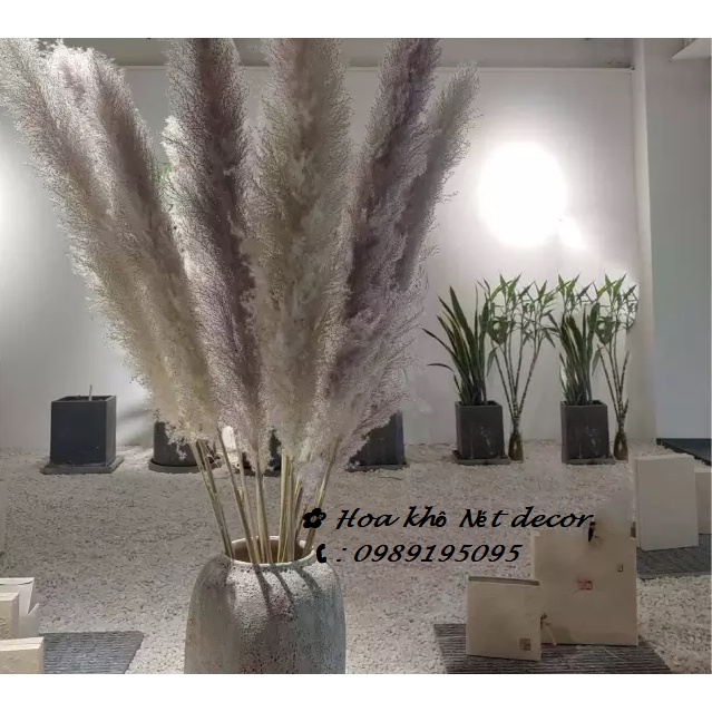 Cành lau xù tự nhiên Cành lau to decor Pampas grass