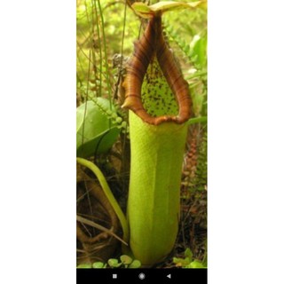 cây nắp ấm truncata