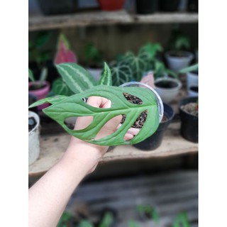 Dụng cụ đục lỗ treo đồ dùng tiện dụng