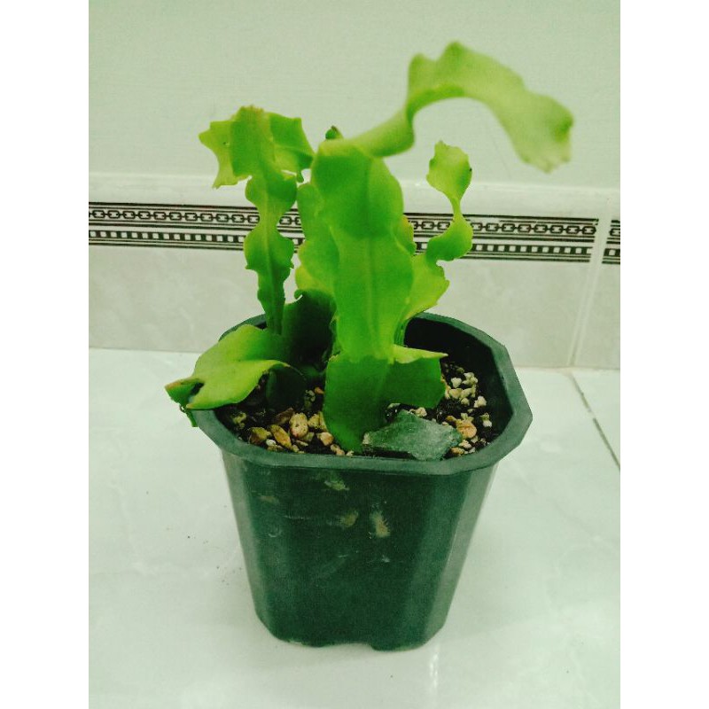 Cây Quỳnh lá xoắn
