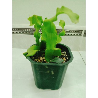 Cây Quỳnh lá xoắn