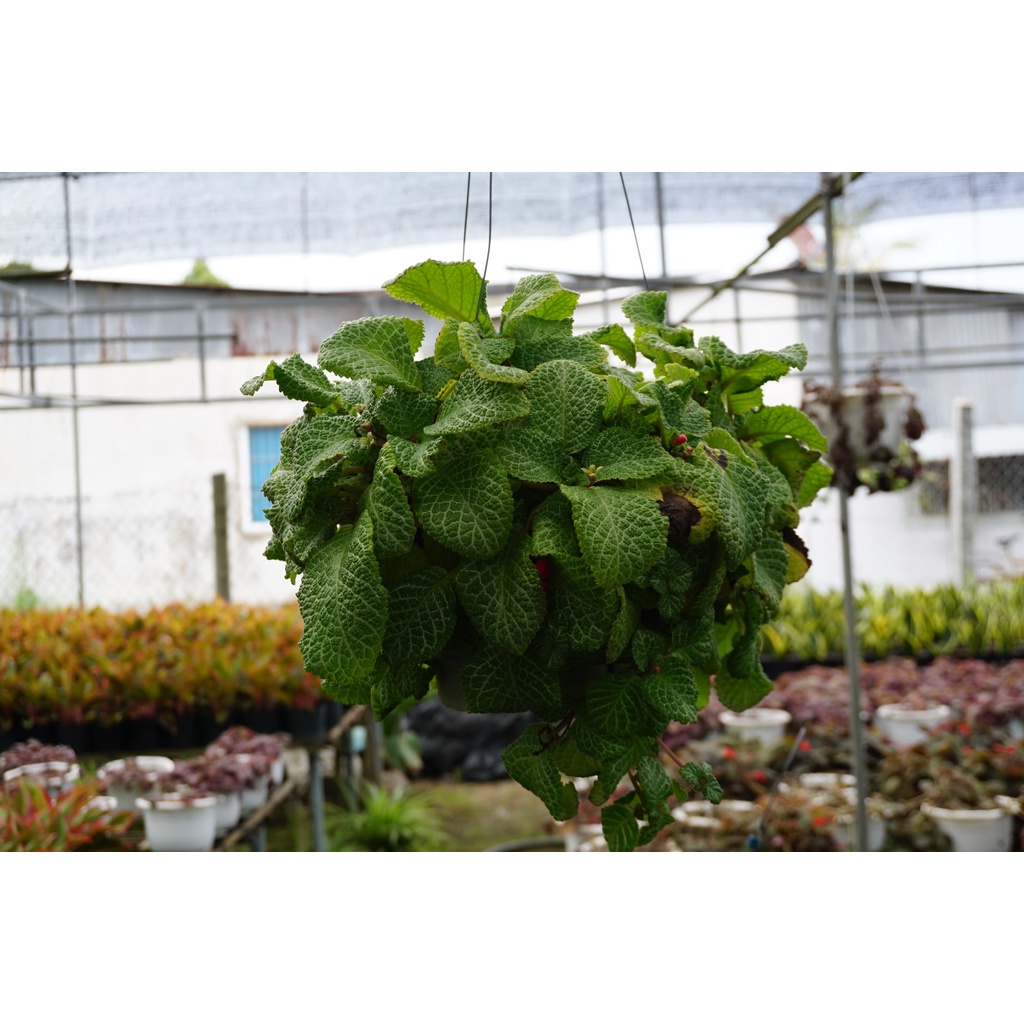 Cây Ấm Kiếm Chậu Treo - Episcia cupreata Hanst