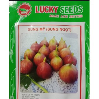 HẠT GIỐNG SUNG MỸ GÓI 10 HẠT