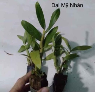 denro đại mỹ nhân