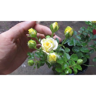 Hạt Giống Hoa Hồng Tỷ Muội