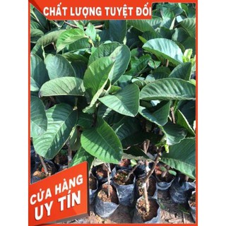 Cây Giống ổi Ruột Đỏ - Ổi Ruby