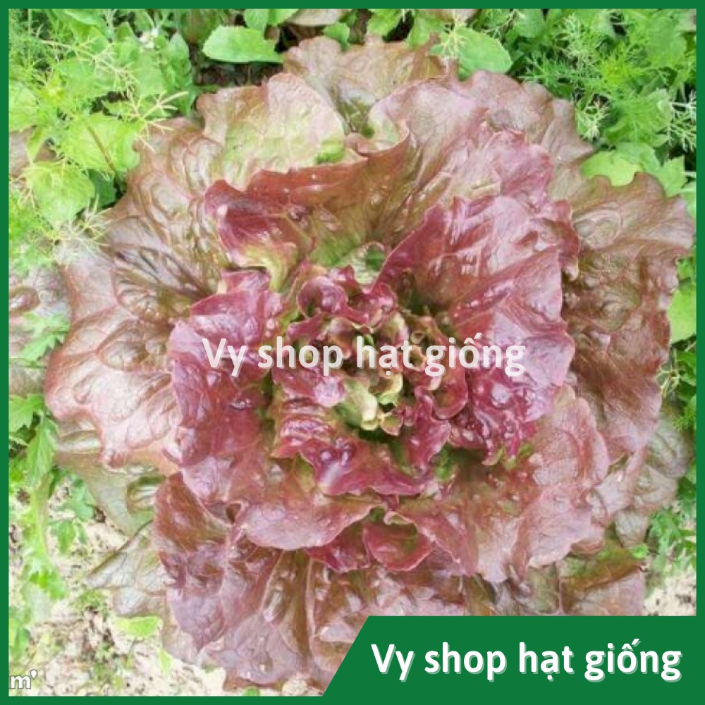 Hạt giống rau xà lách Red batavia Thái Lan gói 300 hạt