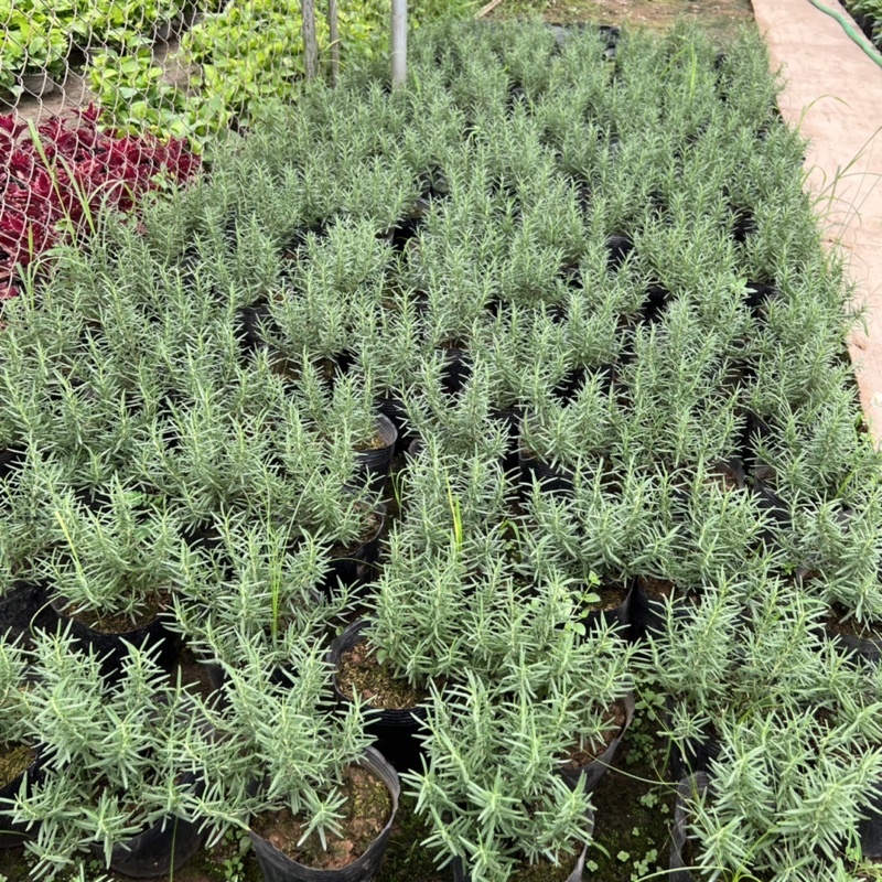 Bịch cây hương thảo để bàn cỡ nhỏ, cây tỏa hương thơm dịu nhẹ giúp đuổi muỗi và trang trí nội thất