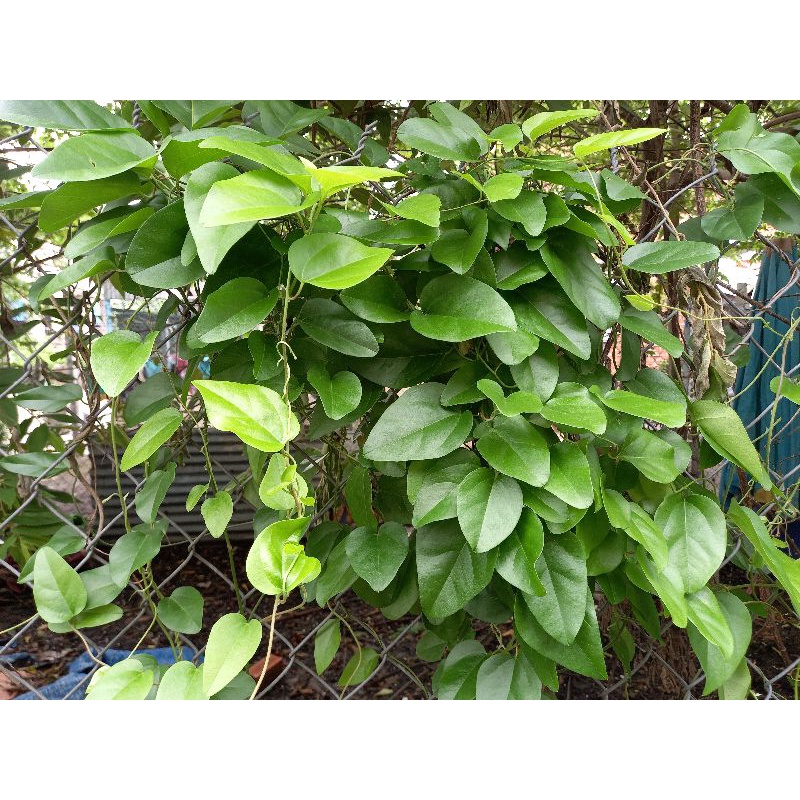 lá sương  sâm trơn tươi  ( sâm láng) 100g