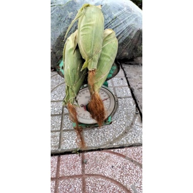Bắp nếp vườn em