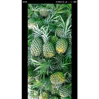 Trái thơm, Quả dứa xanh tươi thơm ngon 600g