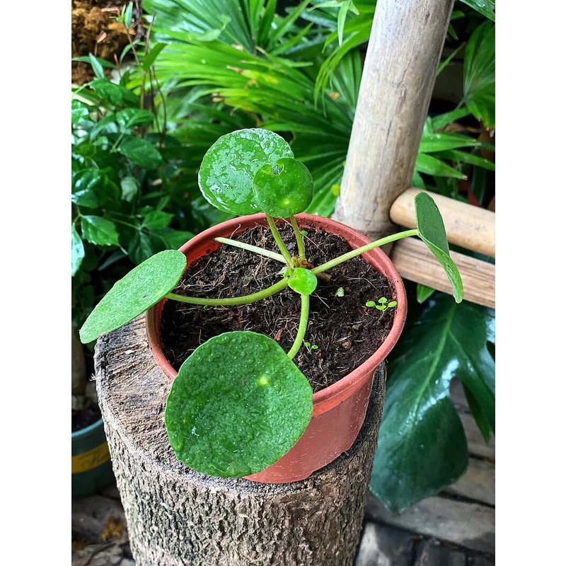 Cây Pilea Peperomioides (Chinese Money Plant, Cỏ Gương, Kim Tiền Trung Hoa, Đồng Tiền Trung Quốc) chậu nhựa 10cm