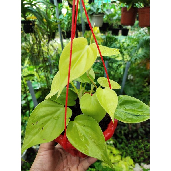 Trầu bà vàng lá tim chậu mini Philodendron Hederaceum 'Lemon Lime