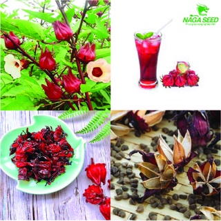 Giá sỉ hạt giống atiso đỏ 2gr, 5gr cực dễ trồng, ra quả quanh năm, red artichoke seeds, vegetable seeds