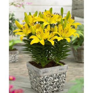 COMBO 5 CỦ HOA LY LÙN THƠM CHUẨN HÀ LAN-củ giống - CHLL