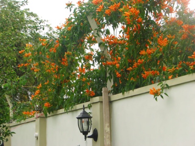 Thiên lí pháo- hoa chùm ớt cây leo 180k