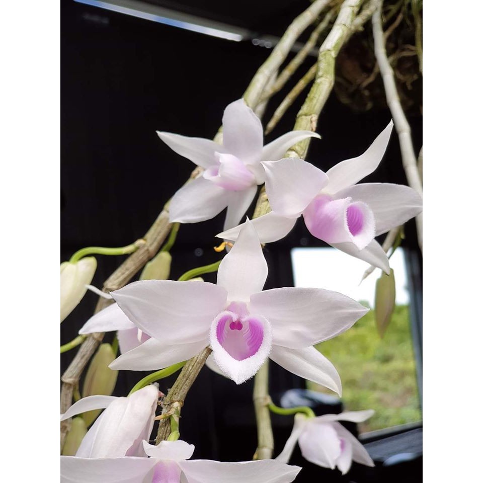 kei 5ct họng hồng