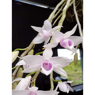 kei 5ct họng hồng