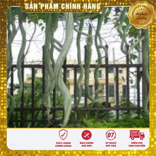 Hạt giống quả Mướp Rắn Mướp Nhật Dài ( gói 05 hạt)